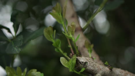 sprouts of yerba mate, an approach to this millenary plant