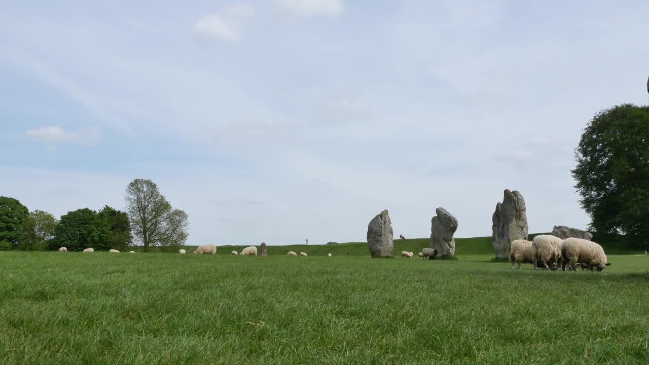 영국 의 신석기 시대 기념물 인 에이브리 스톤 서클 에서 양 들 이 먹고 있다