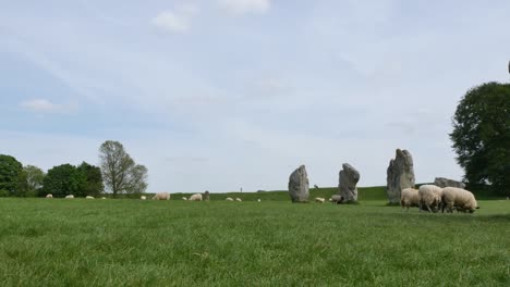 schafe weiden am avebury stone circle, ein neolithisches denkmal in england