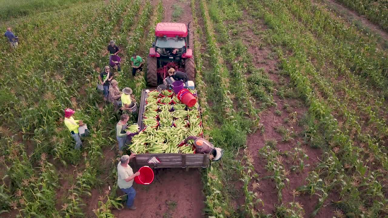 노동자 들 이 트랙터 와 함께 마차 에 옥수수 를 넣고 있는 들 에서 옥수스 수확기 들 을 공중 에서 볼 수 있다