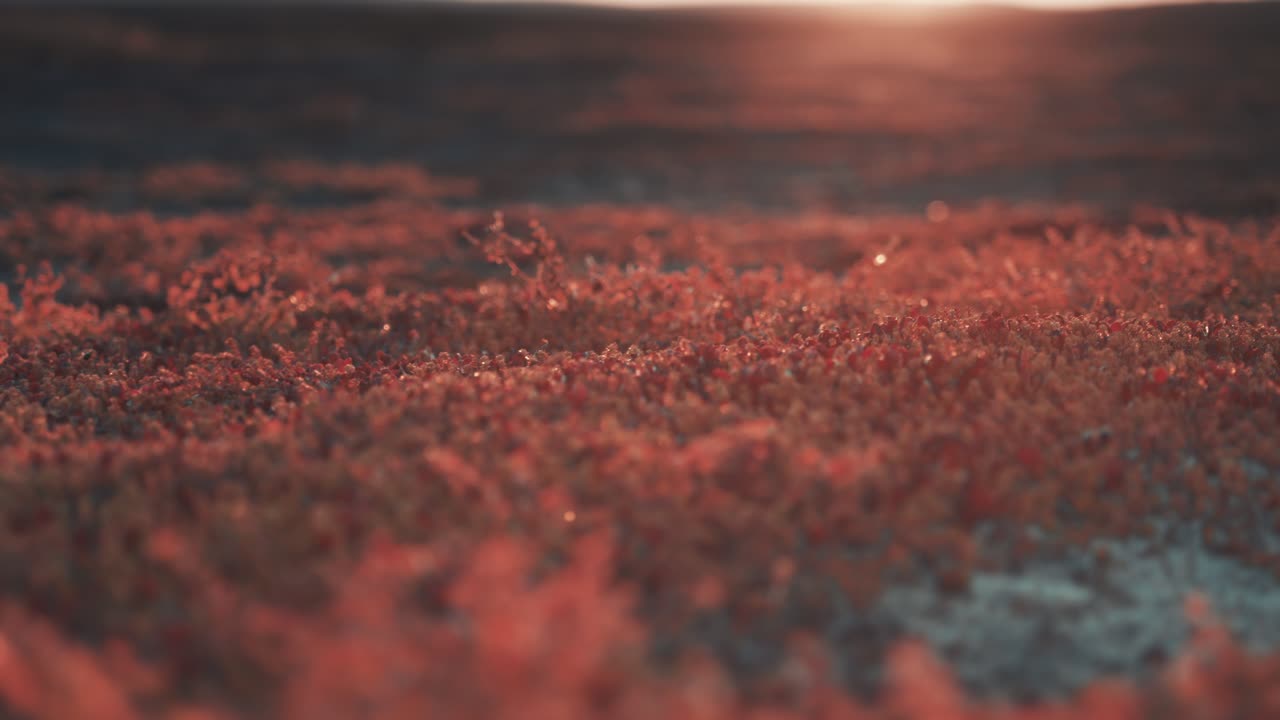 붉은 석양빛 아래 가을 툰드라 초목의 클로즈업