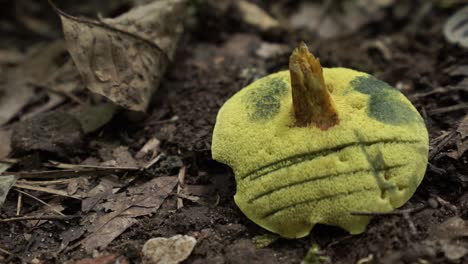 Closeup-of-Bolete-mushroom-in-forest,-mushroom-gill-stains-blue,-man-cuts-it-with-knife,-static