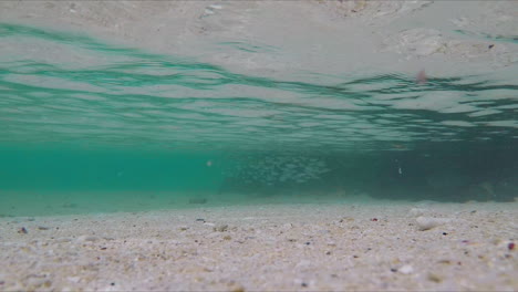 Unterwasseransicht-Von-Fischschwärmen,-Die-In-Klarem-Meerwasser-Schwimmen