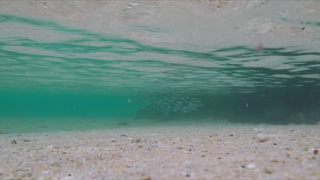 vista submarina de la escolarización de peces nadando en agua de mar clara