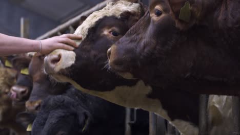 happy excited cow oxen are pleased to be stroked by a human hand