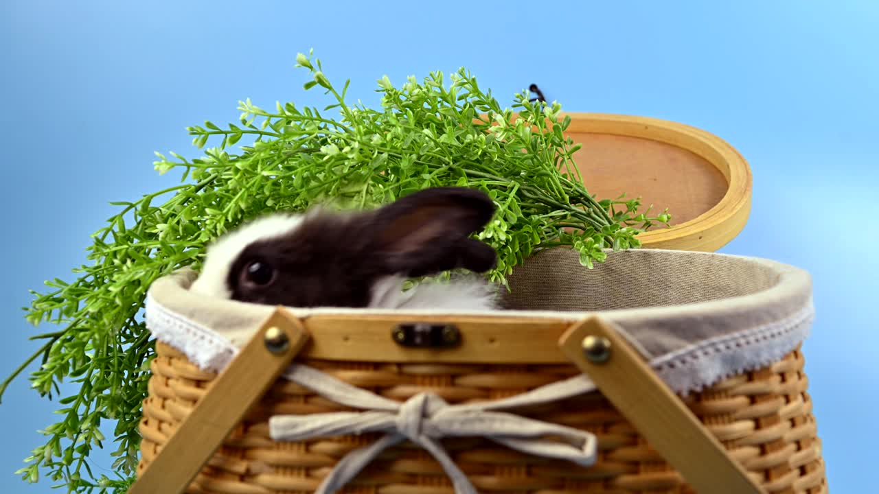 파란 스크린 배경의 토끼: 영 동물과 부활절의 똑똑한 애완동물