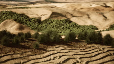 flat desert with bush and grass