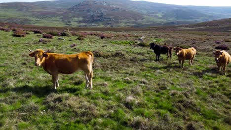 Paralaje-Aéreo-Alrededor-De-Vacas-Pastando-Y-Mirando-Drones-En-Las-Montañas-De-Segundera,-España