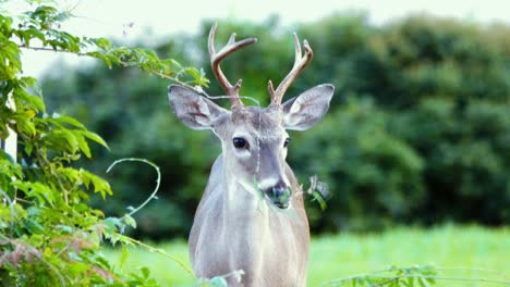 Rehe-In-Einem-Wohnmobilpark,-Der-Wegfrisst