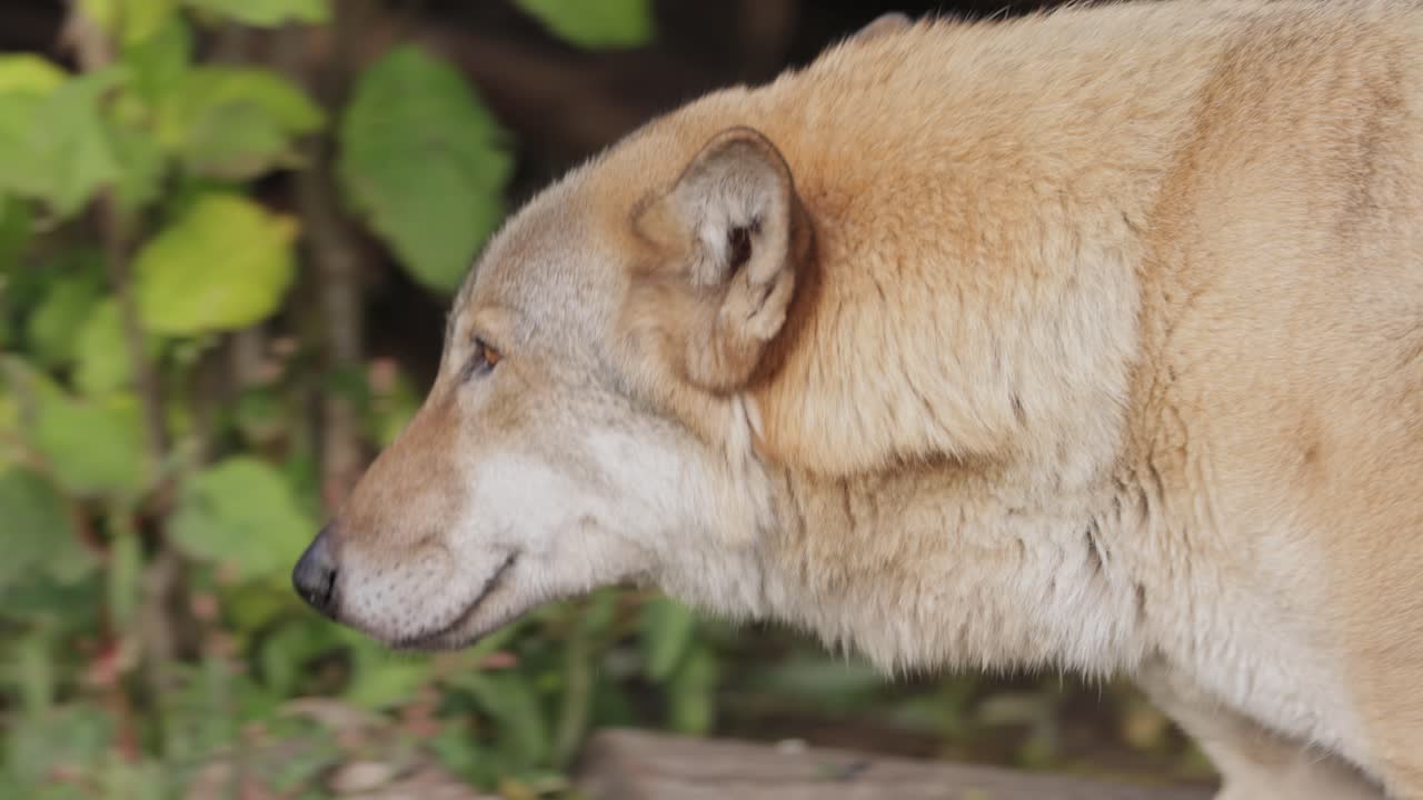 el lobo (canis lupus), también conocido como el lobo gris, es el miembro más grande existente de la familia de los canidos. los lobos son el miembro salvaje más grande de la familia de los perros.