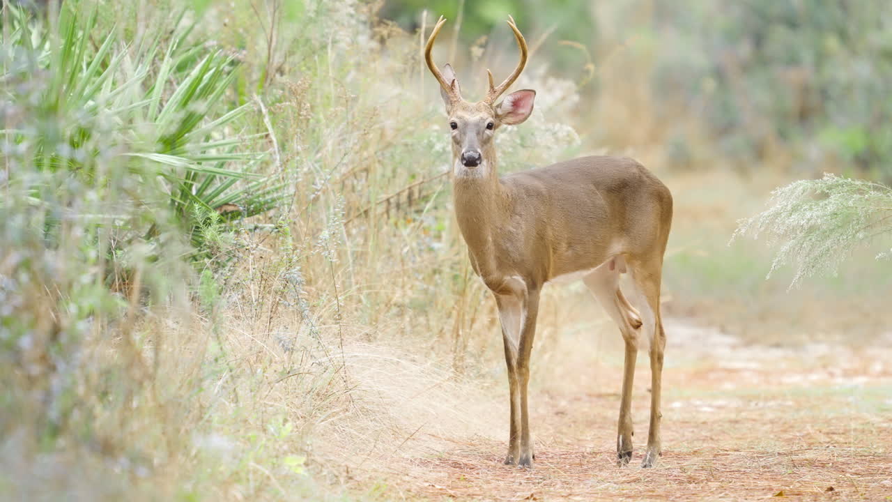 White Tailed Deer Buck with Antlers Walking 2