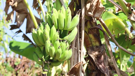 racimo de plátano creciendo con el tiempo a la luz del sol