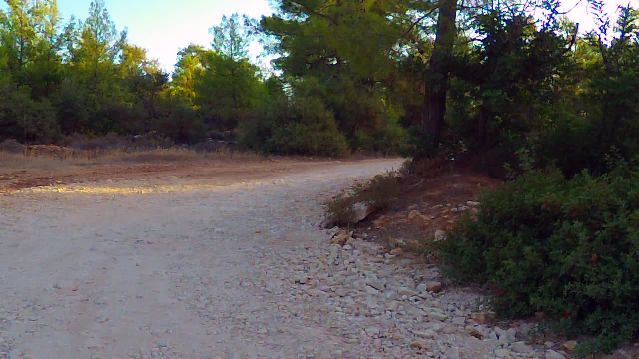 지역 삼림 지대에서 뛰고 노는 10km 산책의 개들