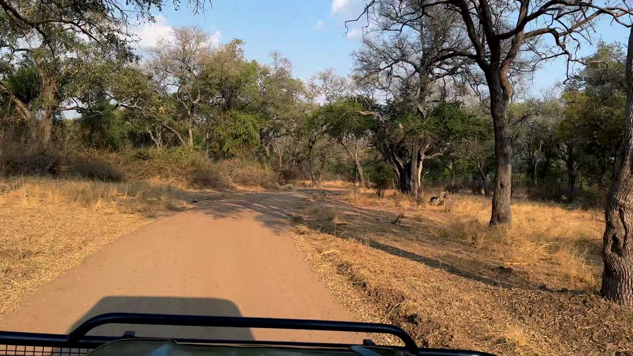 vista en fpv de un viejo coche de safari conduciendo en la sabana durante la puesta de sol en el parque nacional de luangwa del sur. zambia.