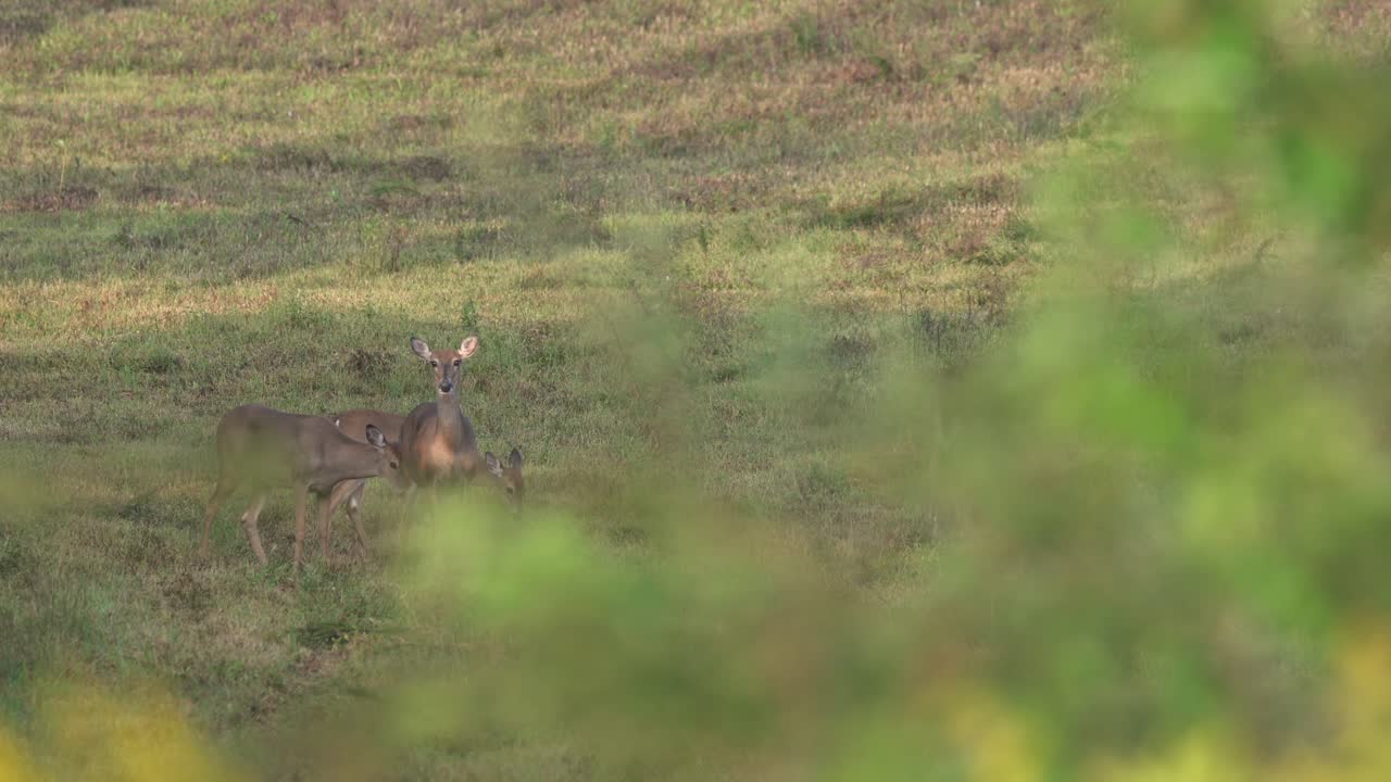 algunos ciervos mirando a través del follaje al borde de un campo