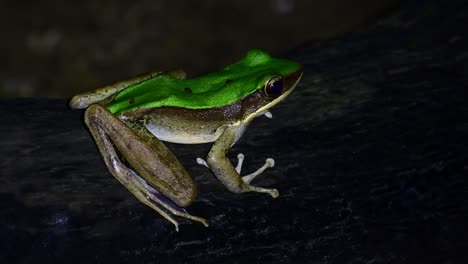 호스의 개구리, odorrana hosii