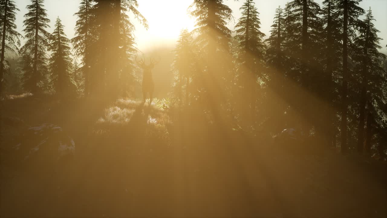 Deer Male in Forest at Sunset