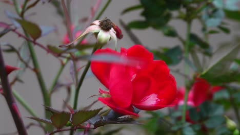 red rose on a windy day