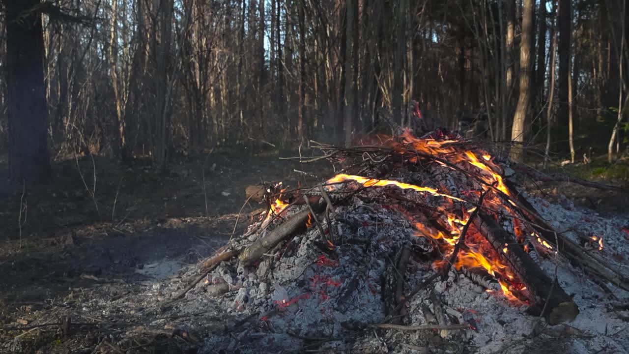 Gorgeous footage of a campfire, bonfire or a small fire burning with bright orange and yellow flames in a sunny pine forest during spring or autumn time. Embers are glowing and ashes visible around.