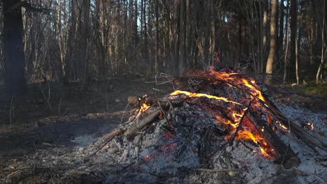 gorgeous footage of a campfire, bonfire or a small fire burning with bright orange and yellow flames in a sunny pine forest during spring or autumn time. embers are glowing and ashes visible around.