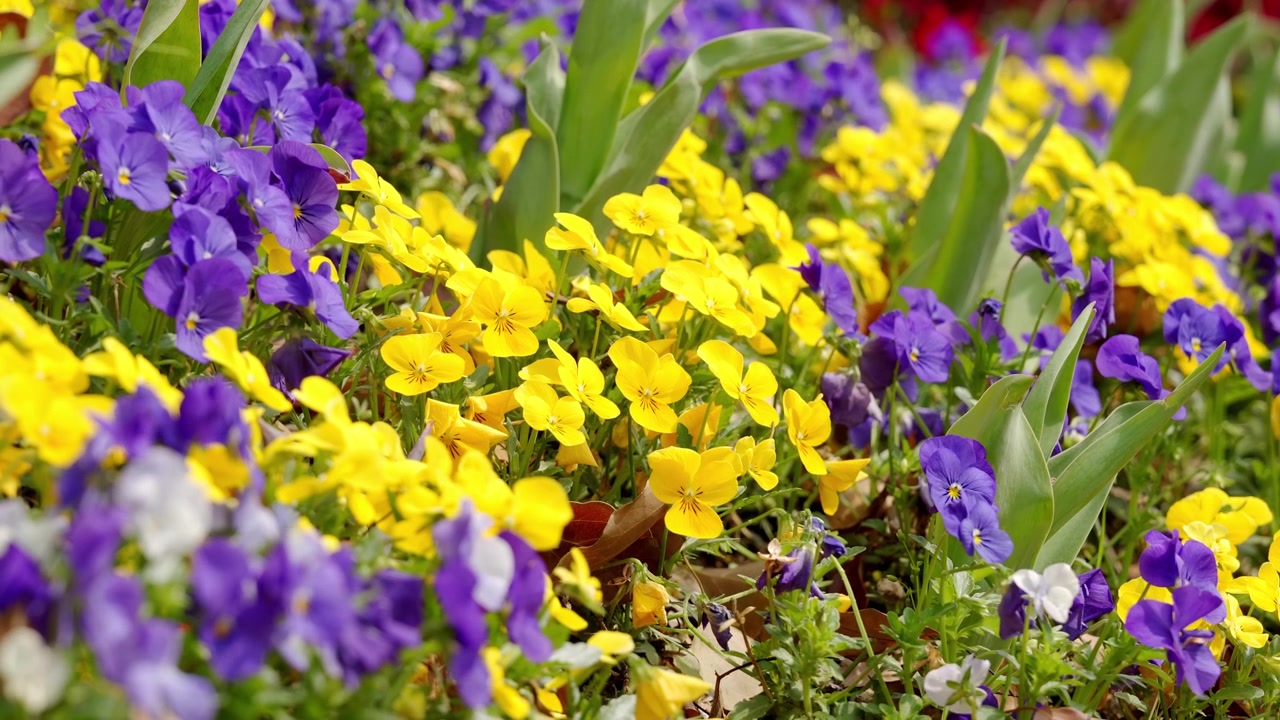 Colorful violas bloom in purple, yellow, and white, creating a cheerful spring display with their characteristic face-like petals