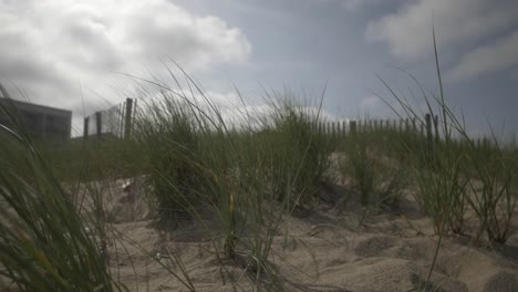 obx dune grass blue sky 2