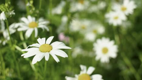 Ox-eye-daisy,-oxeye-daisy,-dog-daisy-on-the-meadow