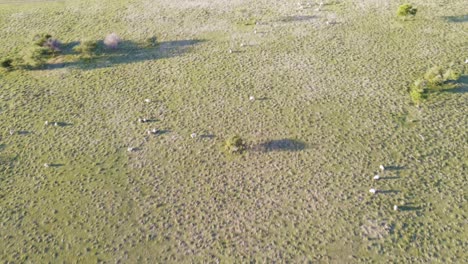 aerial view of sheep grazing in a lush green field