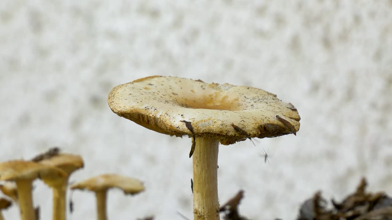 primer plano de un hongo o toadstool en otoño que se ha convertido en el hogar de un par de tijeretas y una mosca