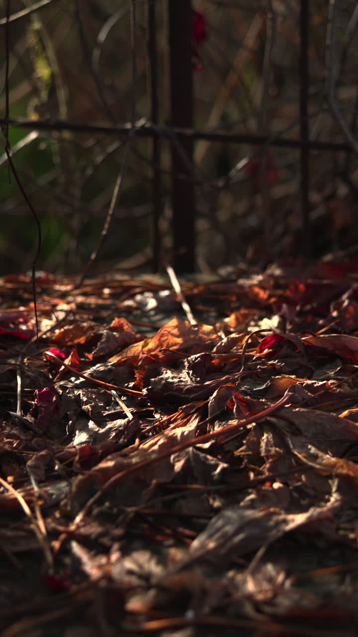 Close-up of Fallen Autumn Leaves on the Ground with Dappled Sunlight
