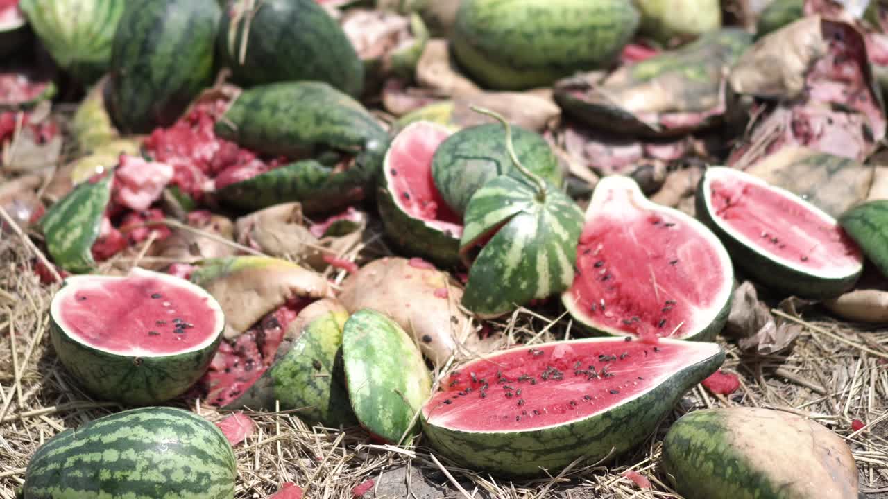 수박 수확. 에서 많은 신선한 수박.  에 수박