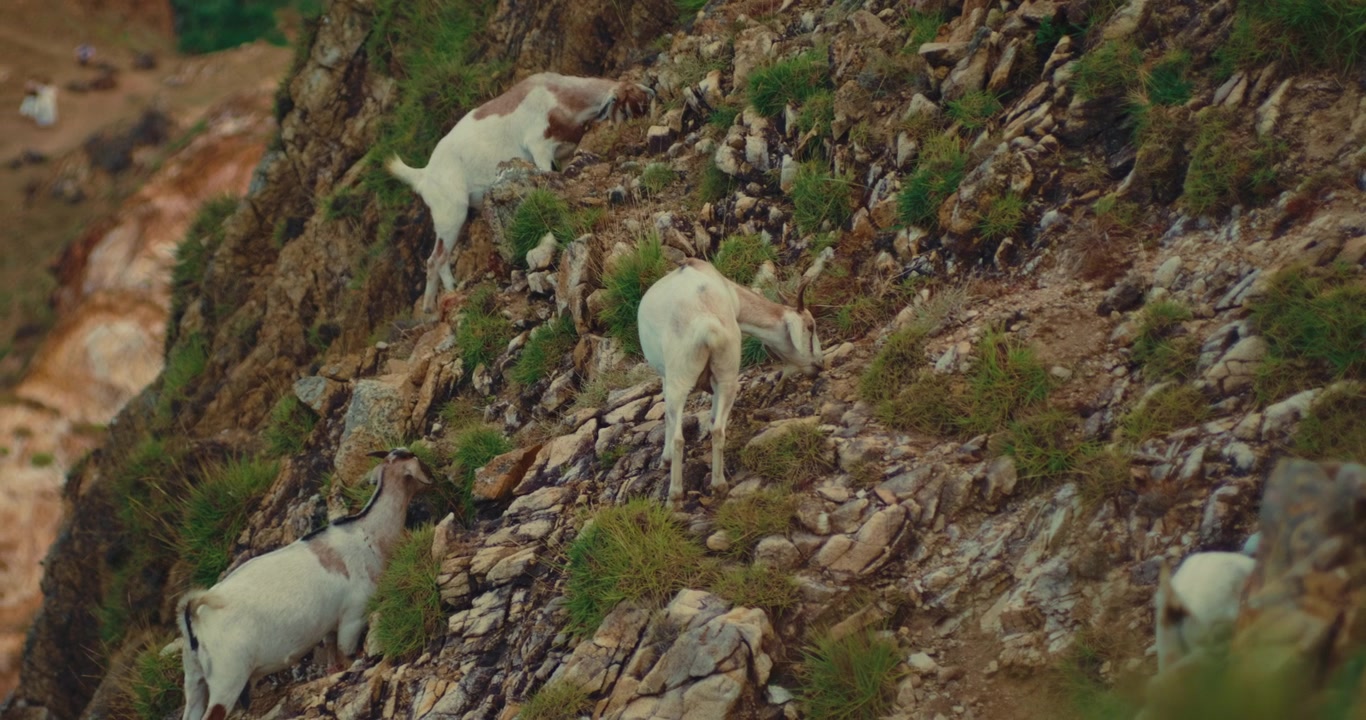 Cabras brancas selvagens pastando em vegetação esparsa em uma encosta rochosa íngreme e acidentada. Vida selvagem natural autêntica forrageando em terreno hostil