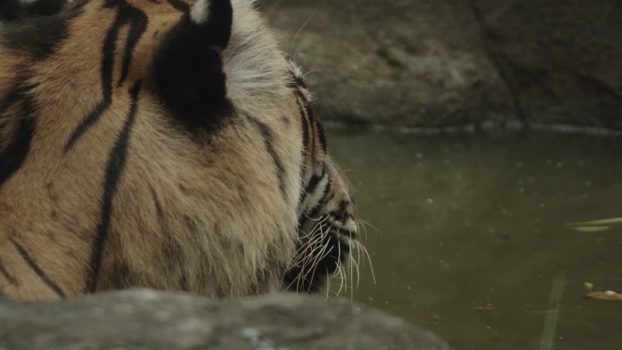 커다란 호랑이가 카메라에서 벗어나 물 속에 있는 것 같습니다.