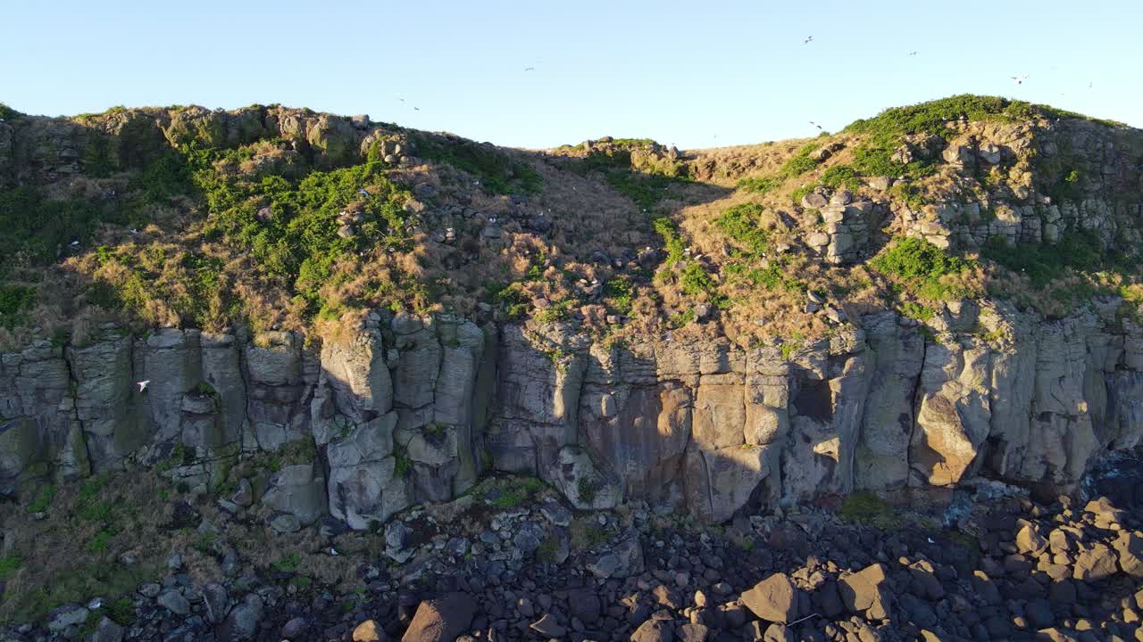 낮에 현무암 절벽이 있는 쿡 섬 위로 날아가는 새들 - 호주 뉴사우스웨일즈의 충구라 나리안 자연 보호 구역