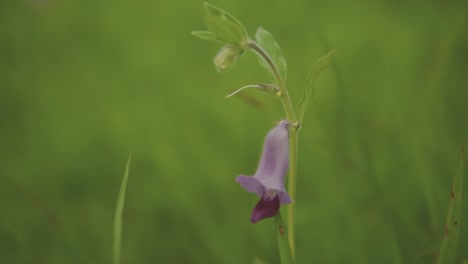 Makro-Nahaufnahme-Einer-Violetten-Oder-Lavendelfarbenen-Glockenblume-Im-Feld