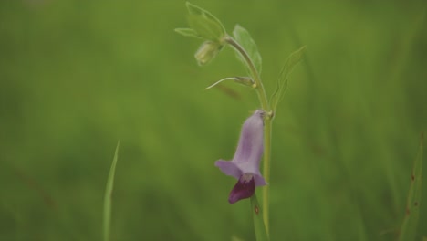 macro de cerca de púrpura o lavanda bluebell como flor de hierba en el campo