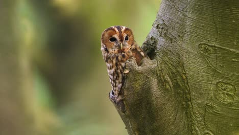 tawny owl swivels head looking around and watching for signs, static