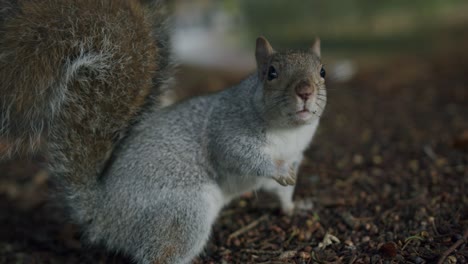 Ein-Eichhörnchen-Will-Mit-Der-Videokamera-Spielen---01