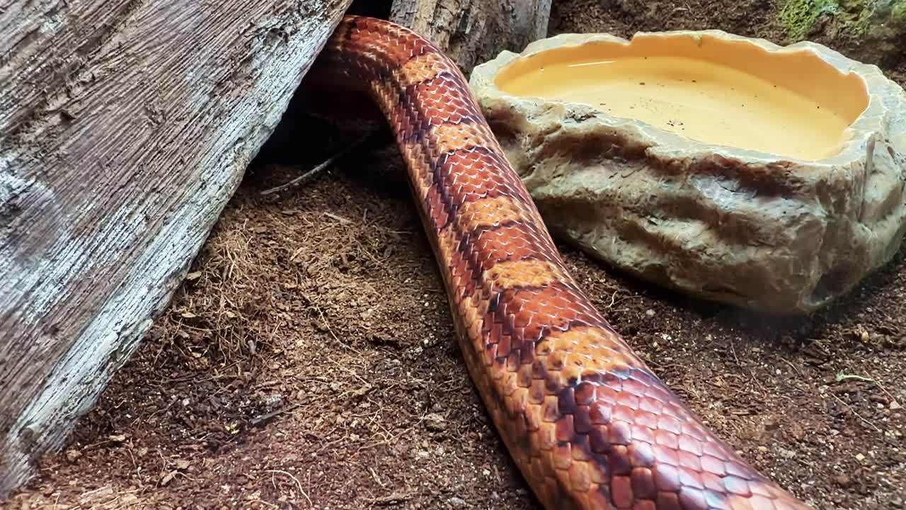 Serpente del grano arancione che striscia sotto un tronco galleggiante a terra in un terrario. Primo piano