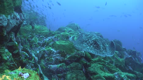 mantarraya manchada de negro nadando sobre un arrecife rocoso girando frente a la cámara