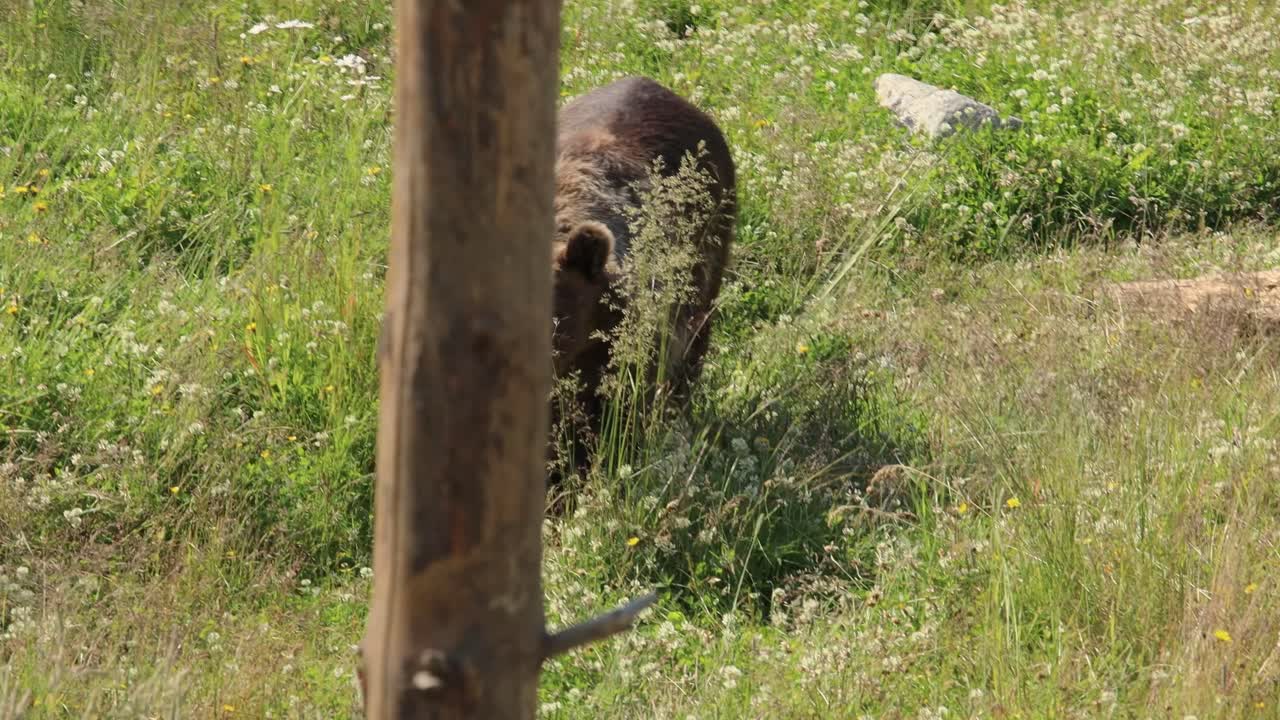 갈색  ⁇  (ursus arctos) 은 야생에서 유라시아 북부와 북아메리카의 대부분에서 발견되는  ⁇ 입니다. 북아메리카에서 갈색  ⁇ 의 개체수는 종종 그리즐리  ⁇ 이라고 불립니다.