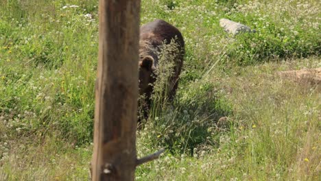 brown bear (ursus arctos) in wild nature is a bear that is found across much of northern eurasia and north america. in north america, the populations of brown bears are often called grizzly bears.