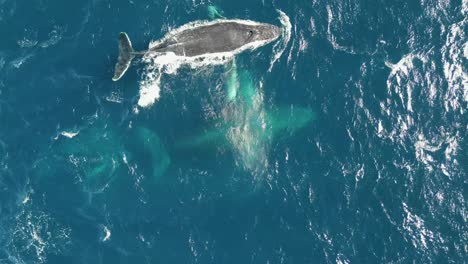 Vista-Aérea-De-La-Familia-De-Ballenas-Que-Viaja-A-Través-De-La-Superficie-Del-Océano-Durante-La-Temporada-De-Migración-En-La-Costa-De-Australia