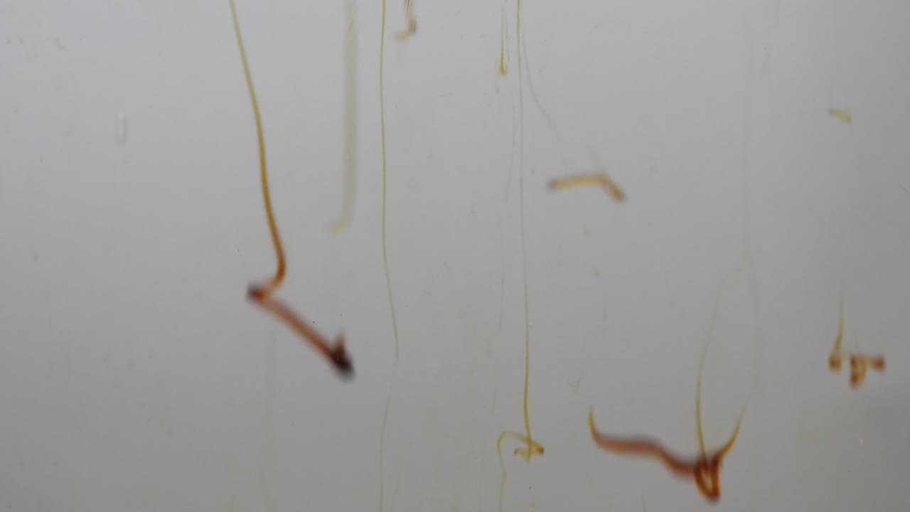 흰색 배경의 물에 떨어지는 시럽