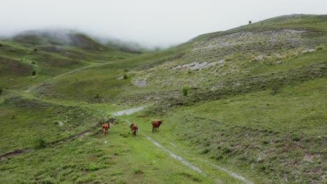 cows grazing in a mountain valley