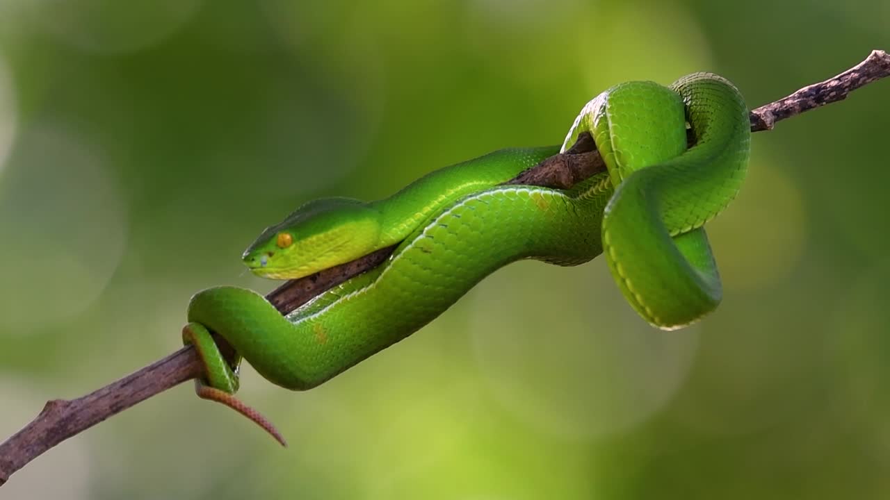 белощекая питвипер - ядовитая питвипер, эндемик юго-восточной азии, часто встречается ночью, поджидая на ветке или сучьях дерева вблизи водоема с большим количеством пищи.