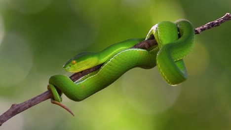 the white-lipped pit viper is a venomous pit viper endemic to southeast asia and is often found during the night waiting on a branch or limb of a tree near a body of water with plenty of food items