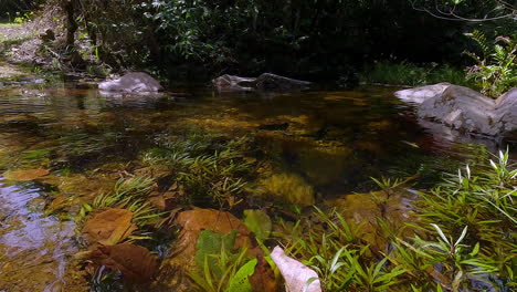 clear tropical stream with underwater plants, rocks, and leaves. peaceful nature scene ideal for wellness, travel, and environmental projects