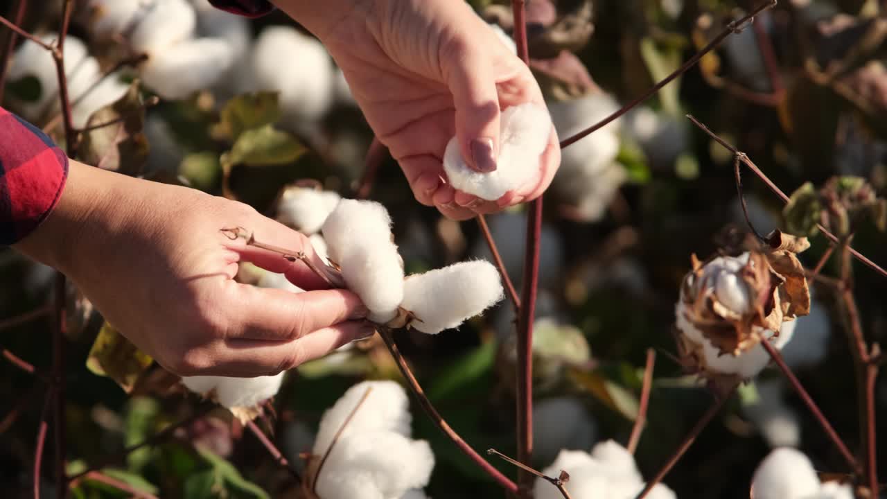 el campo de algodón en flor. la mujer está recogiendo algodón al atardecer. la agricultura y la industria textil