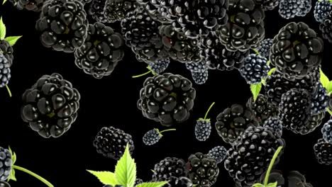 falling blackberries background, loop,  60fps, with alpha channel